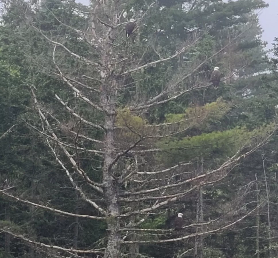 Three bald eagles right of the tree trunk