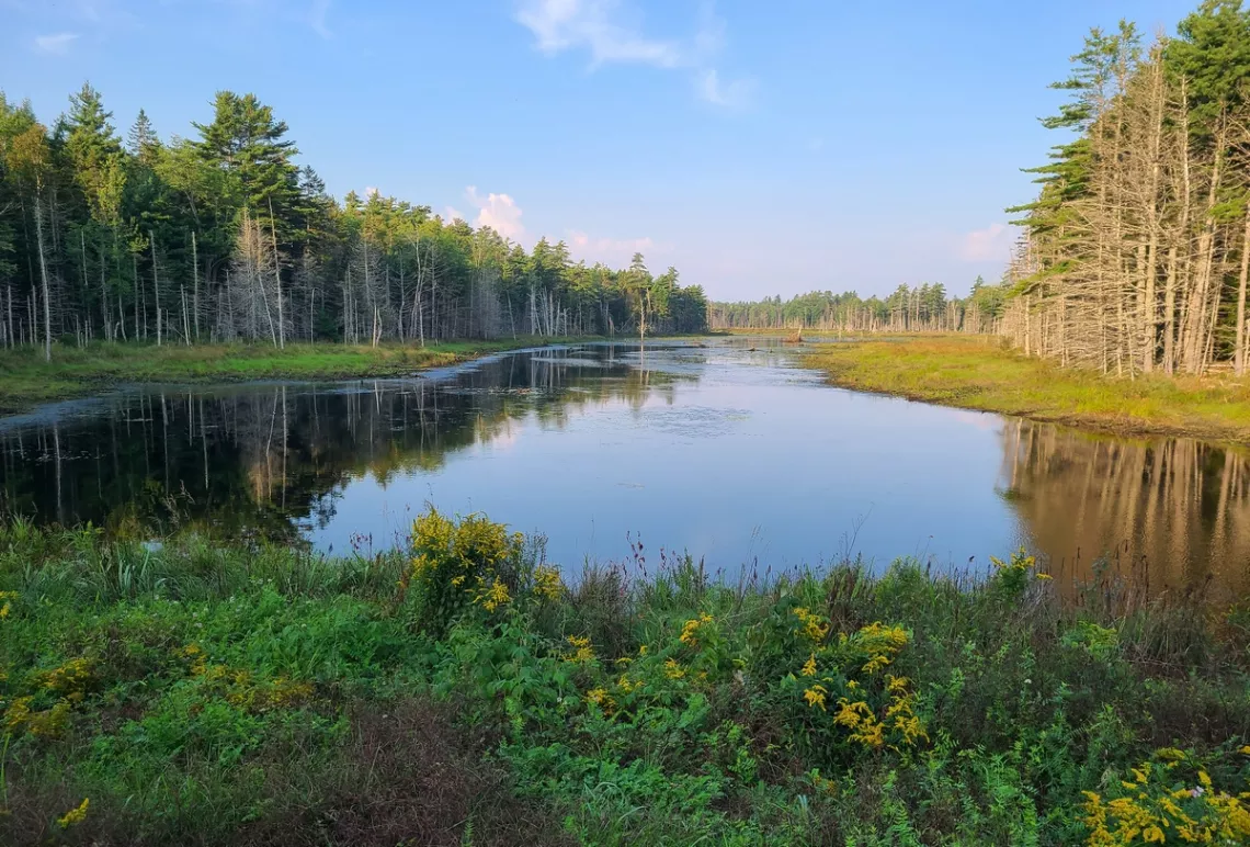 Daly Pond