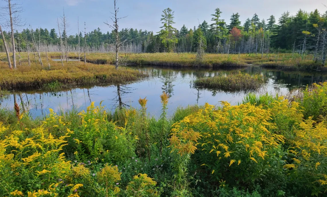Cedar Pond