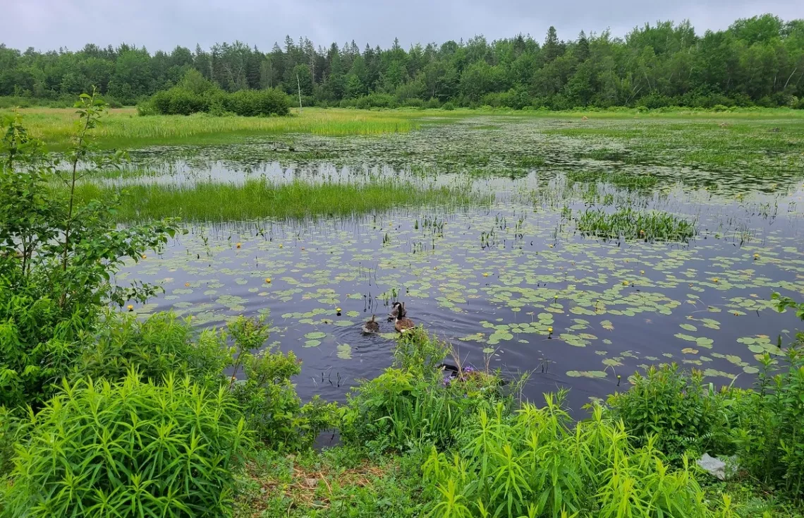 A family of Canada geese on Boundary Pond 