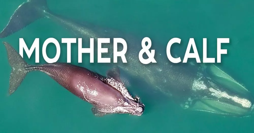Right Whale Mother and Calf