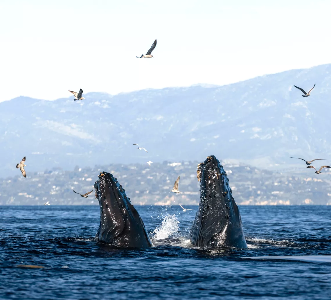 Two whales - Photo by Adam Ernster