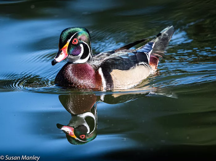Wood Duck