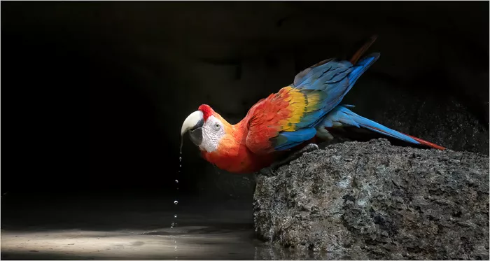 Scarlet Macau, Equador