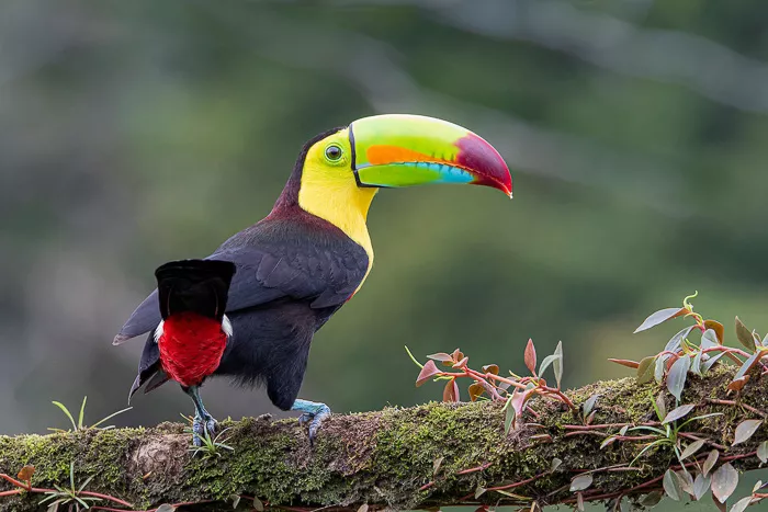 Keel Billed Toucan, Costa Rica