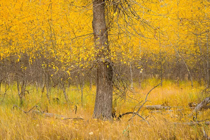 Yosemite Gold, Yosemite National Park