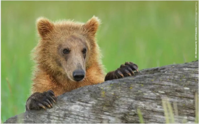 Robert OToole Presentation