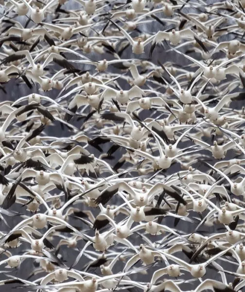 Mass exodus at sunrise