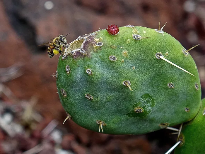 Bee on cactus - Huntington Gardens