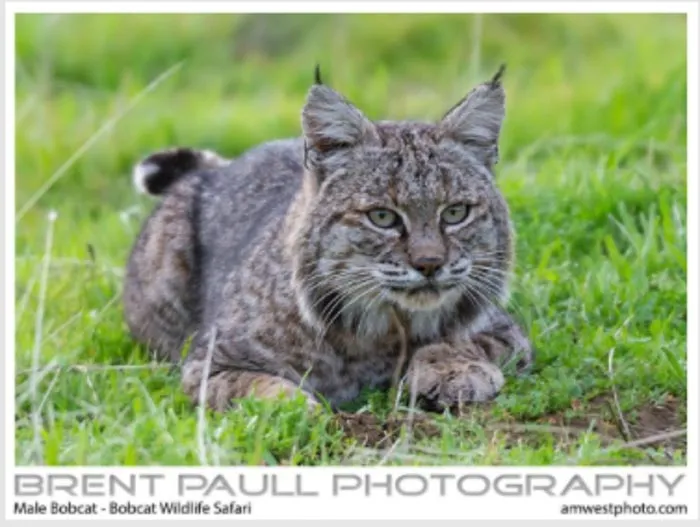 Brent Paul Photography