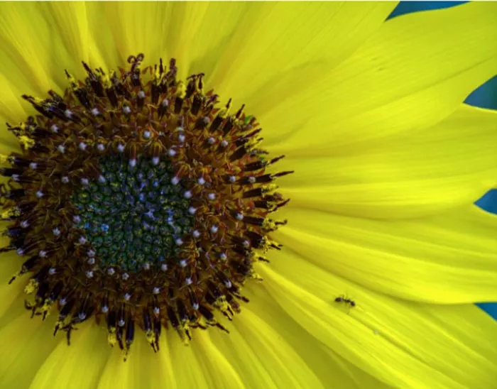 Ant on sunflower