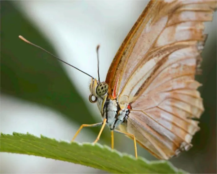 Julia Butterfly