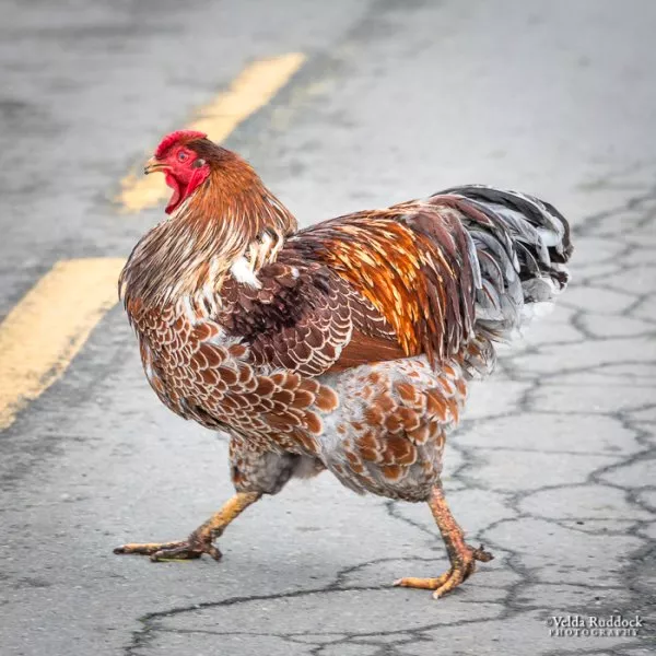 Why did the chicken cross the road