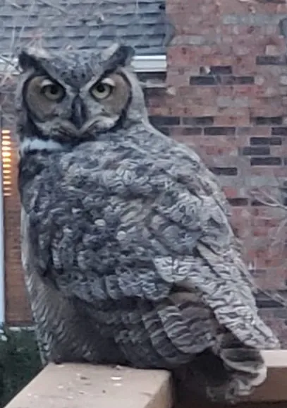 gray owl perched on deck railing in suburban back yard