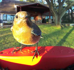 Bird feeder