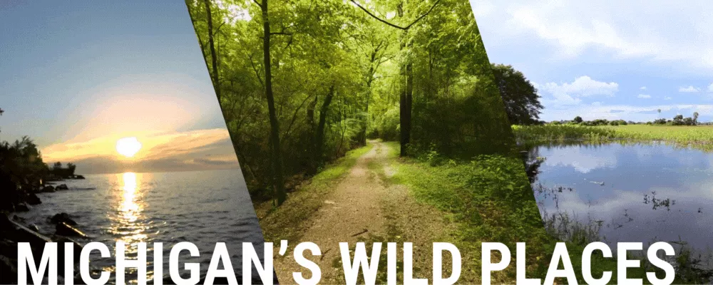 videos of water, forest, and wetland with words "michigans wild places" overlaid