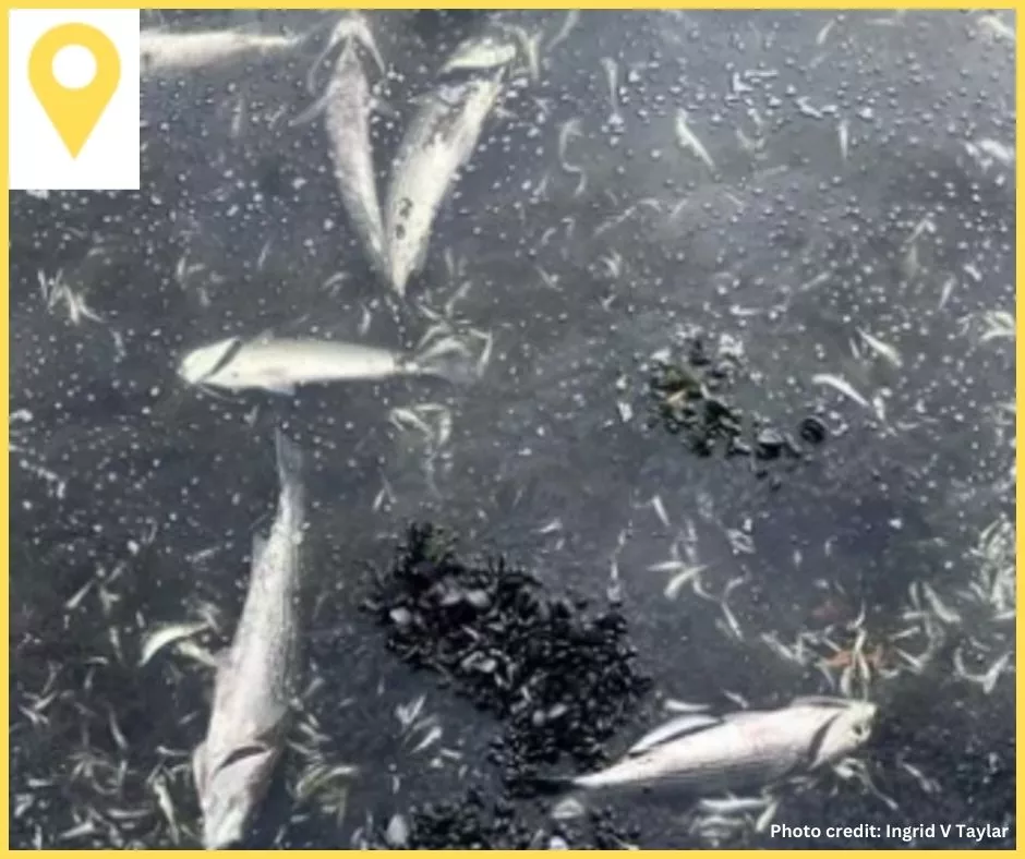 Nutrient Pollution Reduction