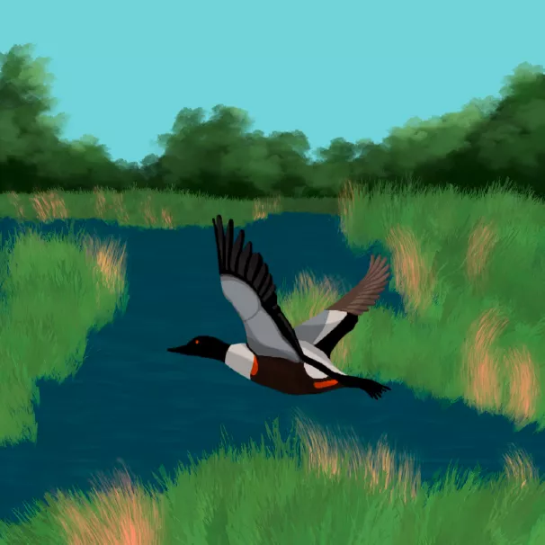 Painting of loon flying over wetlands