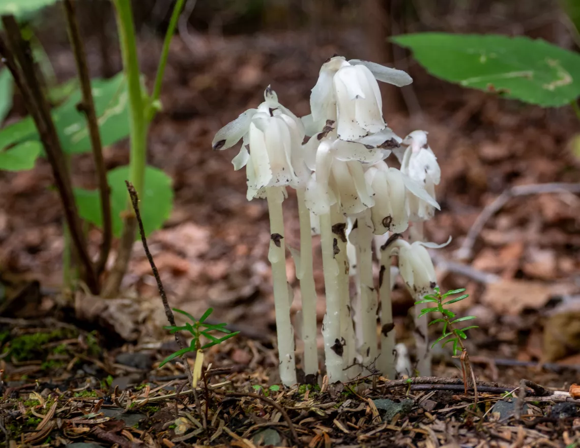 Ghost Pipe - photo credit: Steve Ring