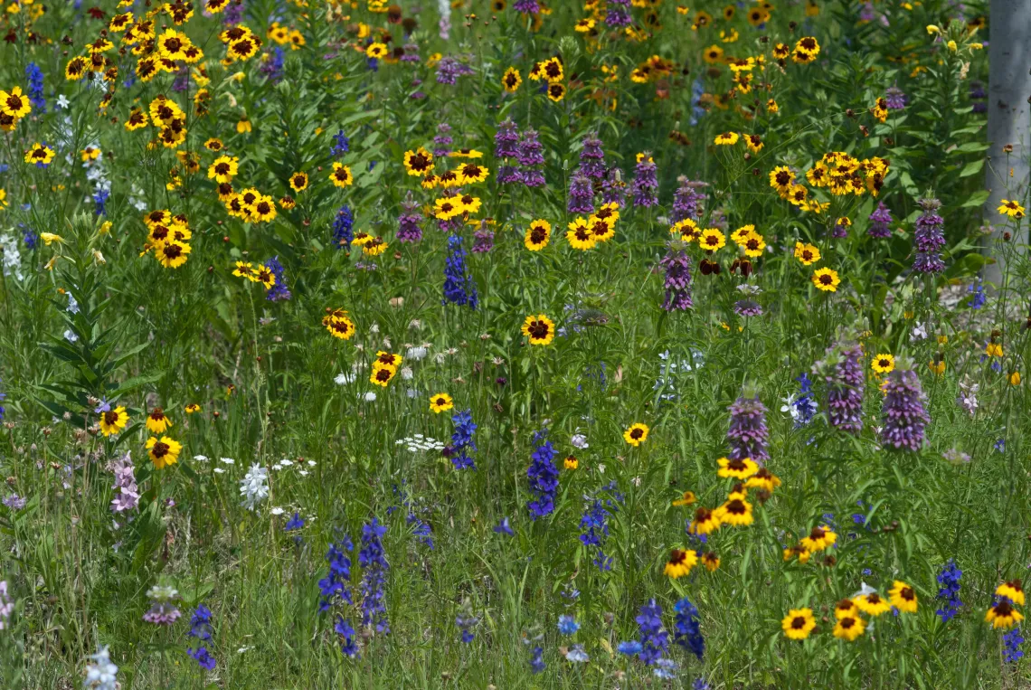 wild flowers