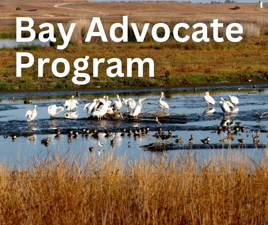 Bay Advocate Program