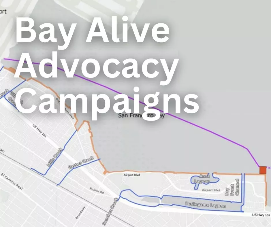Bay Alive Advocacy Campaigns