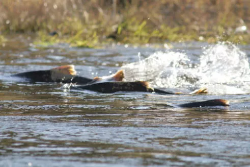 Chinook Salmon in water