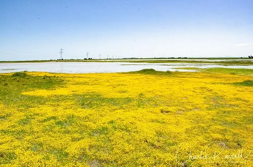 Jepson Prairie near the Flannery land