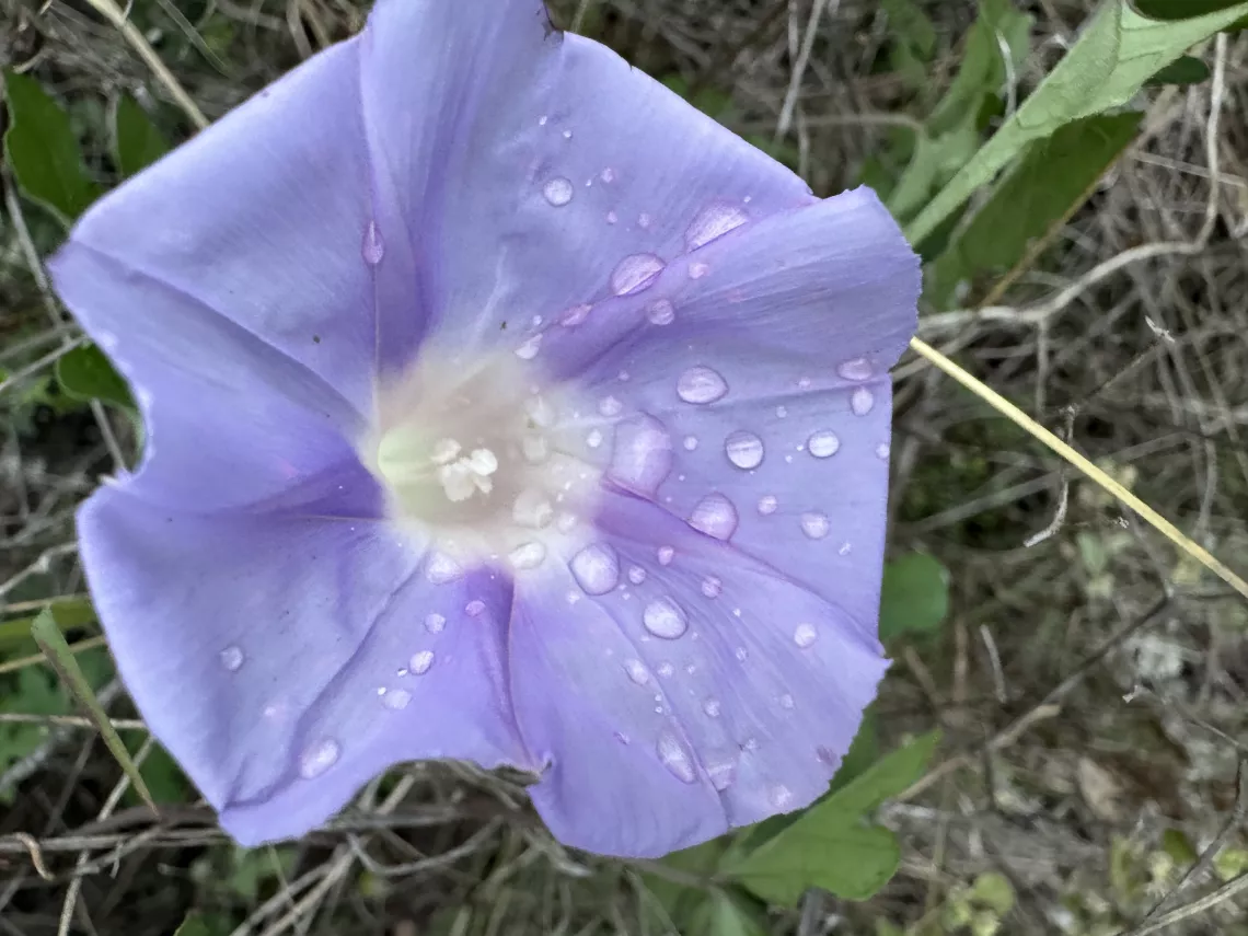 Lindheimer's Morning Glory