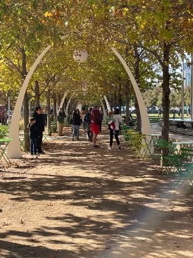 Tree canopy over park