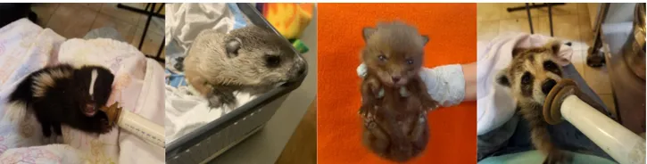 animals in rehab