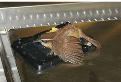 Injured bird