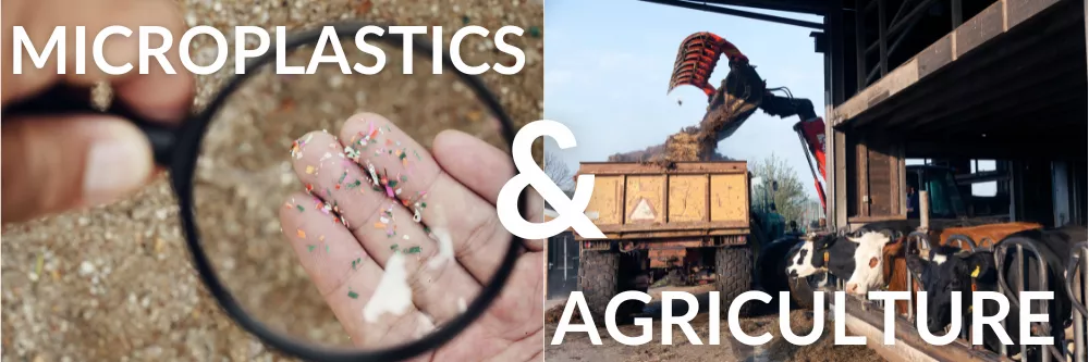 left image microplastics under magnifying lens, right image photo of cattle with heavy duty vehicle dumping biosolids