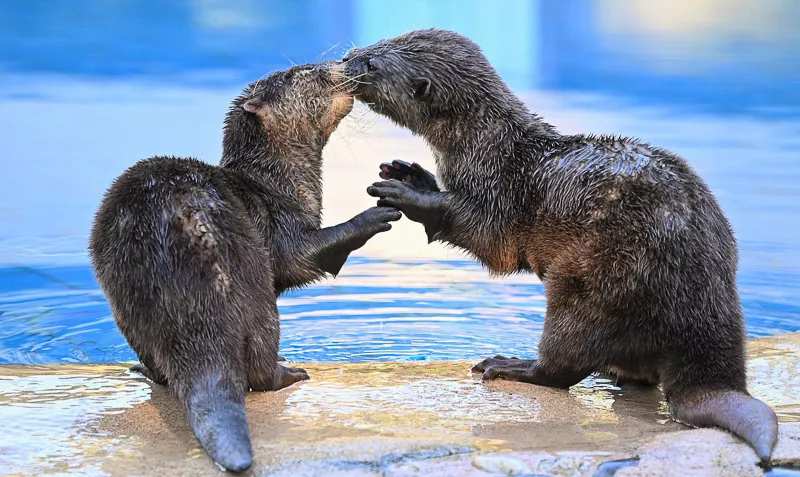 Two otters play adorably beside a pool of water