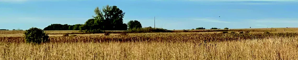 Photo of field with tan-colored grasses and trees in the distance
