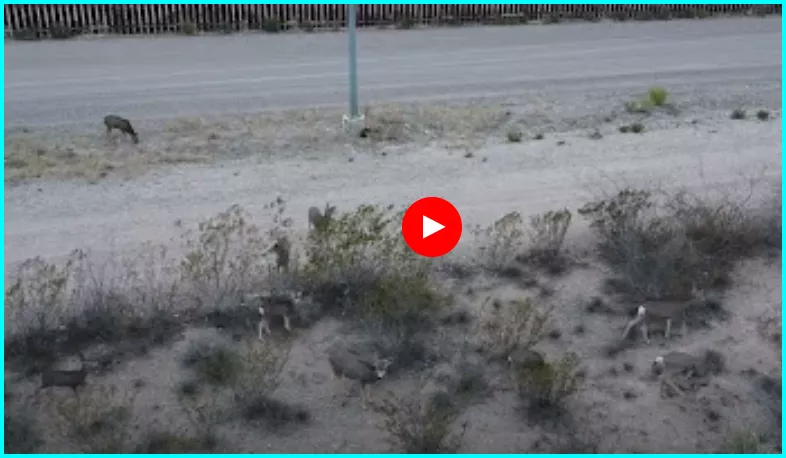 9 Desert Deer at stopped at the Border Wall