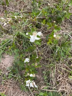 Katy Prairie dewberry