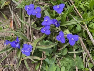 Katy Prairie flowers