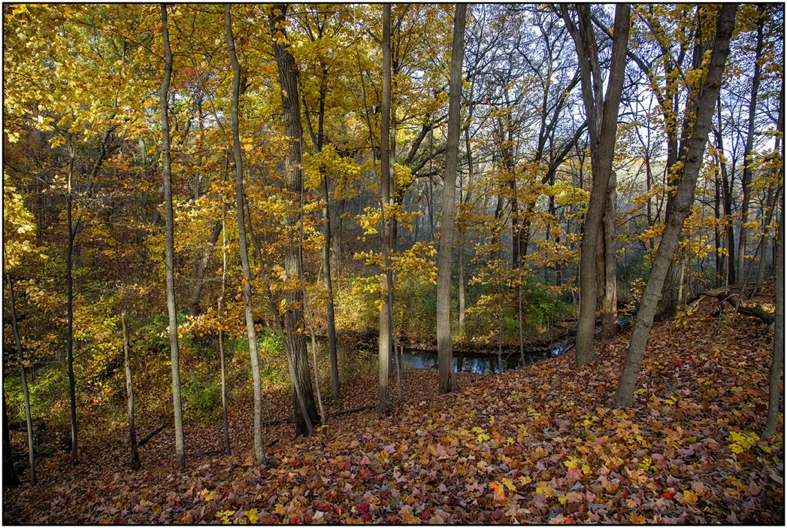 A Carpet of Leaves