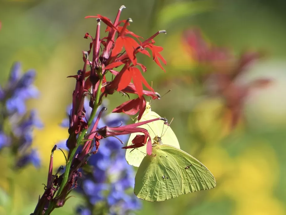 NAtive plants Blooming red and blue With green and yellow butterflies