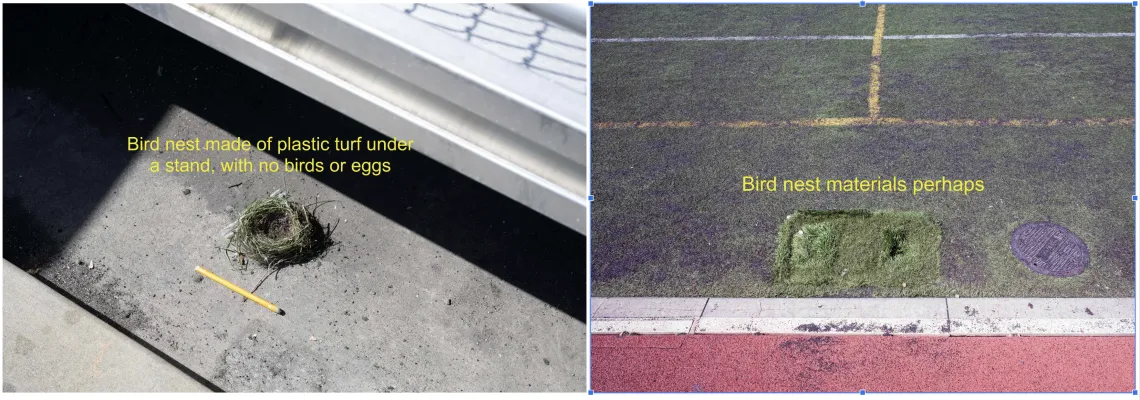Plastic turf bird nest, Fremont HS