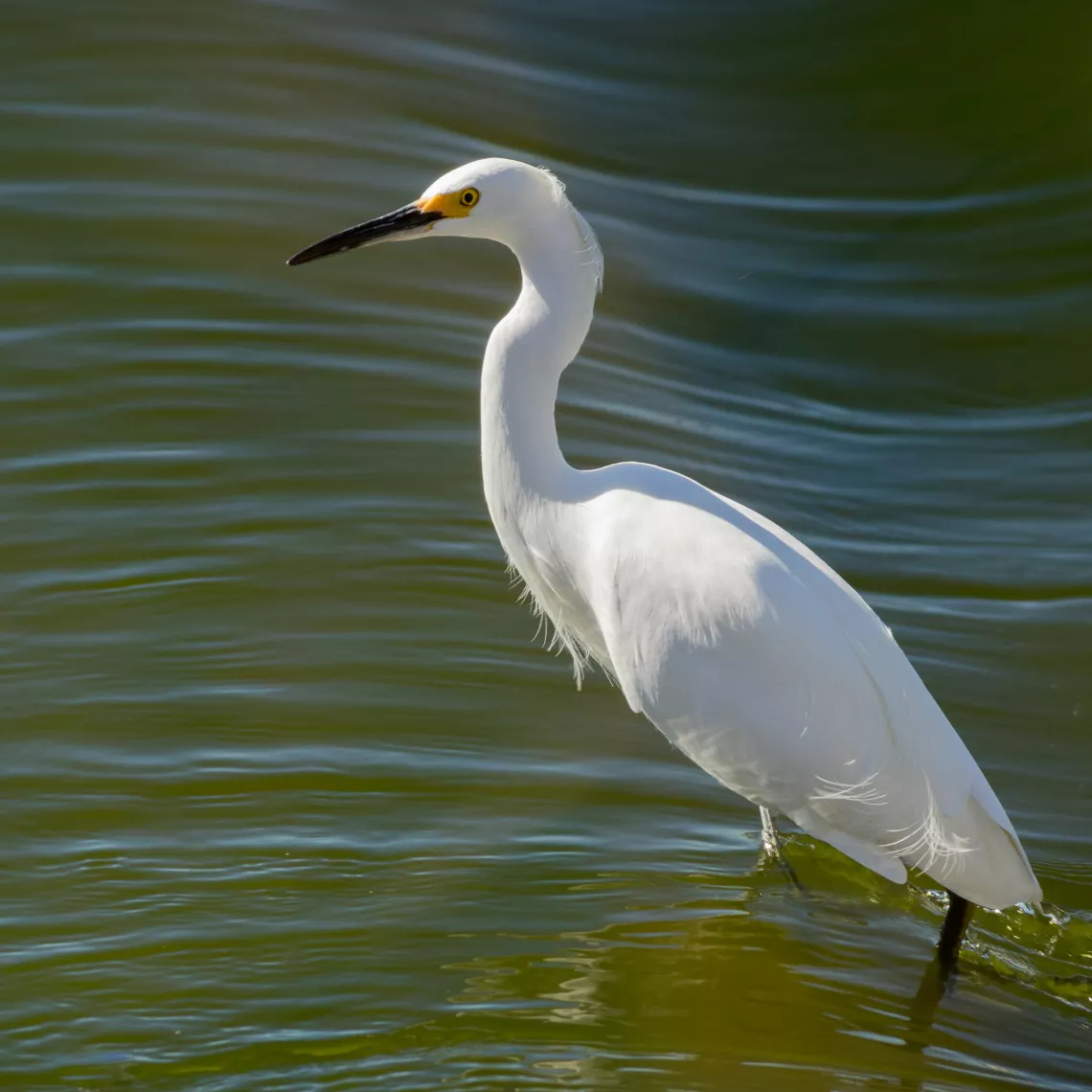 White bird stands in rippling water.