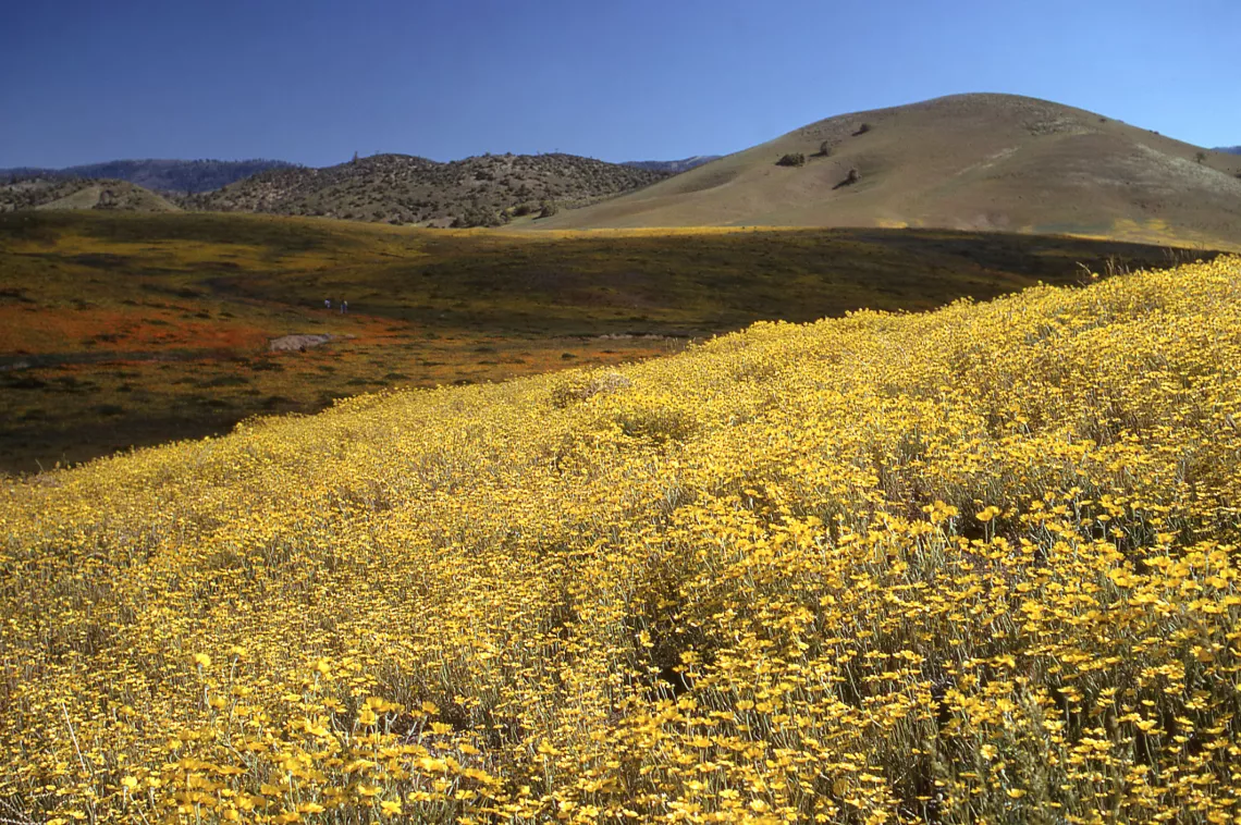 flowers in the foothills of the San Gabriel Mountains