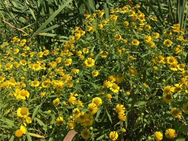 Native wildflowers