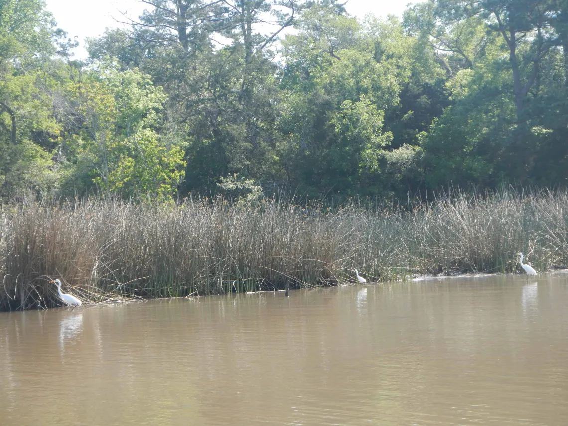 Great Egrets
