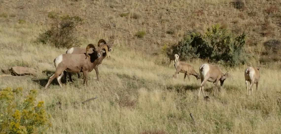 Rocky mountain bighorn sheep