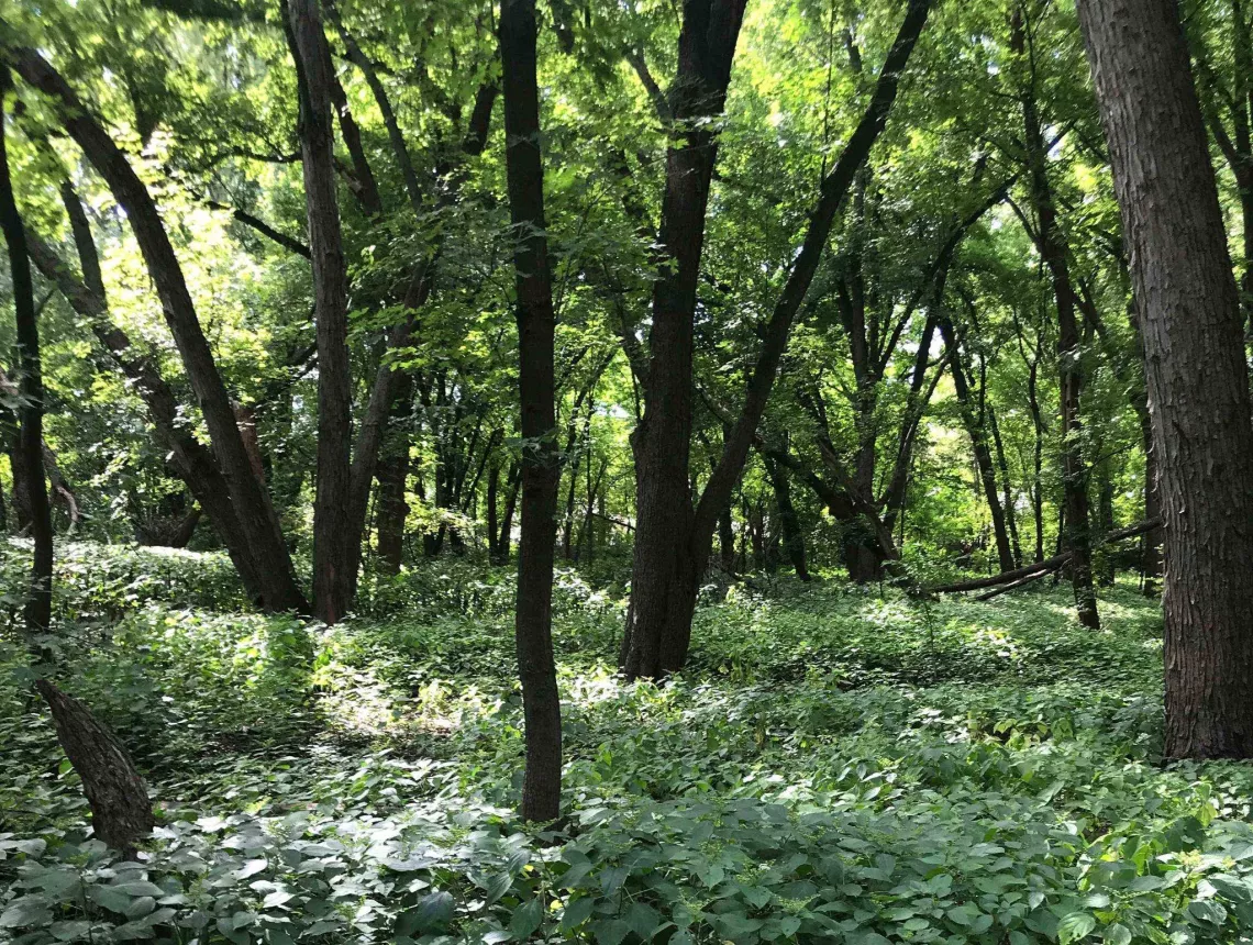A forest of young trees in dappled shade with lush green undergrowth
