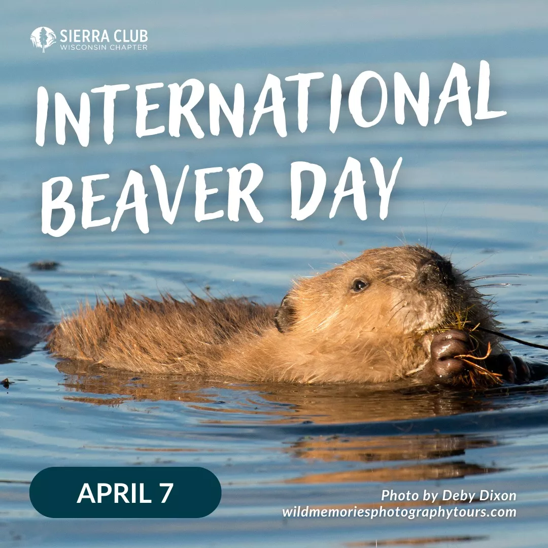 International Beaver Day text on a river with a floating beaver