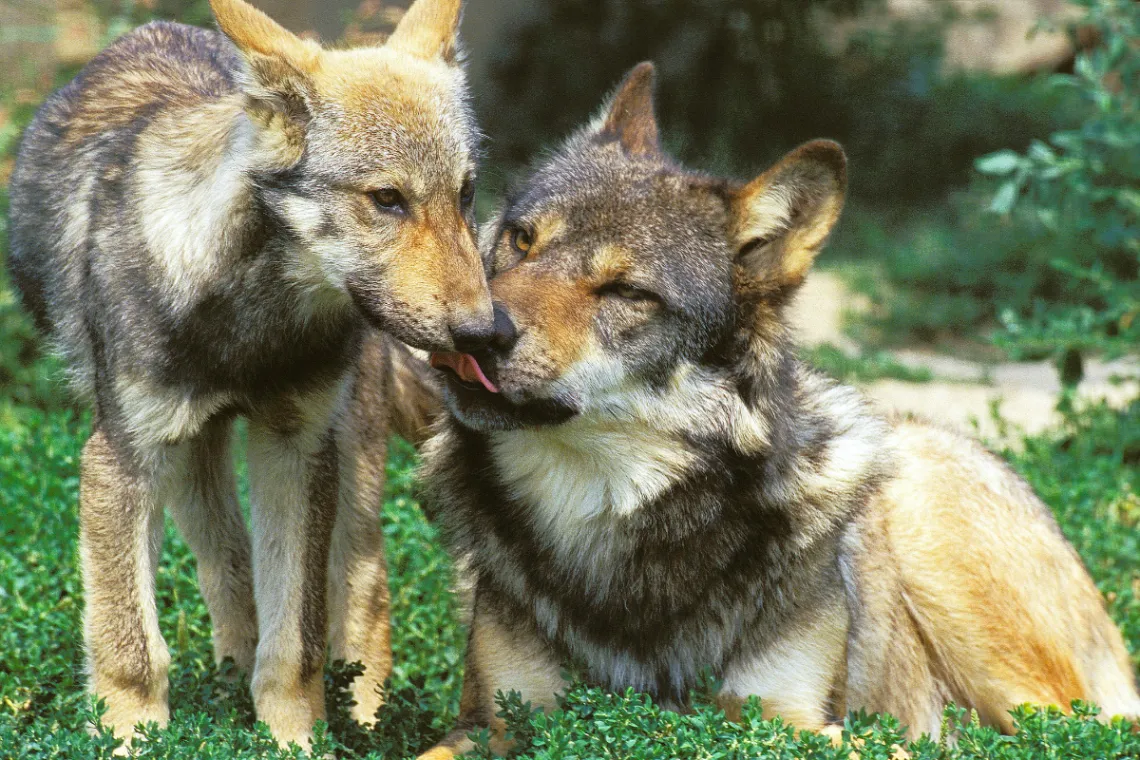 Grey wolf laying down licking pup on a sunny day with green in the background