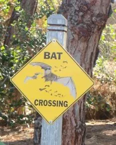 bat crossing